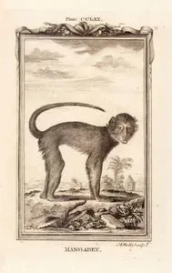 Mangabey, Plate CCLXX.