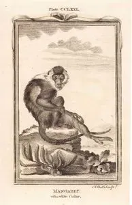 Mangabey With A White Collar, Plate CCLXXI.