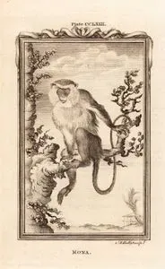 Mona, Plate CCLXXII.