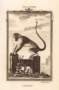 Callitrix, Plate CCLXXIII.