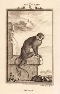 Mustax, Plate CCLXXIV.