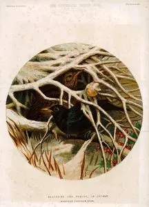 Blackbird And Thrush in Covert