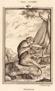Talapoin, Plate CCLXXV.