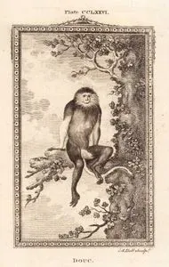 Douc, Plate CCLXXVI.