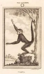 Coaitac, Plate CCLXXVII.