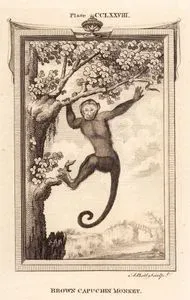 Brown Capuchin Monkey, Plate CCLXXVIII.
