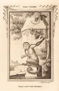 Gray Capuchin Monkey, Plate CCLXXIX.