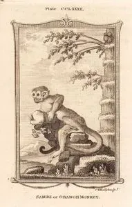 Samiri Or Orange Monkey, Plate CCLXXXII.