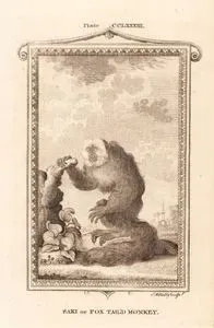 Saki Or Fox Tail'd Monkey, Plate CCLXXXIII.