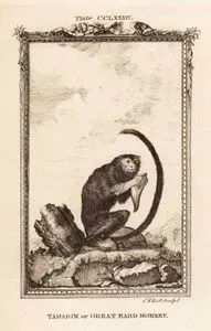 Tamarin Or Great Eard Monkey, Plate CCLXXXIV.