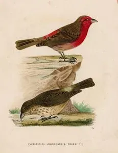 Pyrrhospiza Loncirostris, Przew