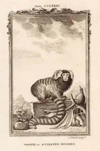Oistiti Or Striated Monkey, Plate CCLXXXV.