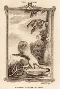 Marikini Or Silky Monkey, Plate CCLXXXVI.