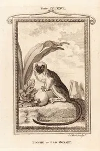 Pinche Or Red Monkey, Plate CCLXXXVII.