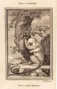 Mico Or Fair Monkey, Plate CCLXXXVIII.