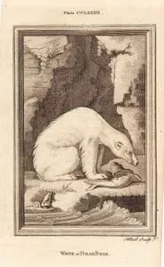 White Or Polar Bear, Plate CCLXXXIX.