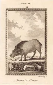Boar Of Cape Verde, Plate CCXCI.