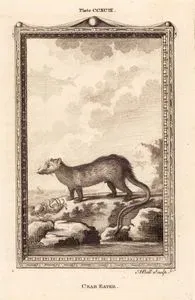 Crab Eater, Plate CCXCIII.