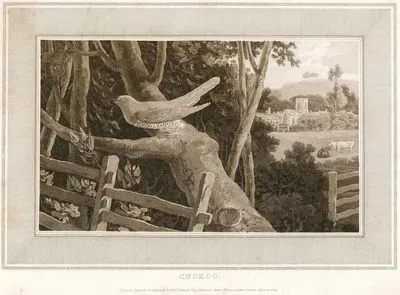 Cuckoo