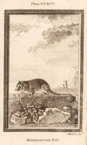 Madagaskar Rat, Plate CCXCV.