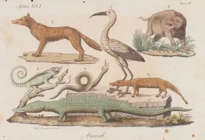Animali, Africa Vol.I. Tav.6. (Animals of Africa-Hippopotamus, Chameleon, Crocodile, Snake, Lizard etc.)