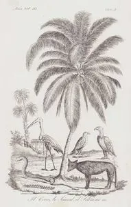 Il bocco lo Sciacal il Salitario ec., Asia Vol.III. Tav.3. (Animals of Asia- Jackal, Stork, Vulture, Cobra, Indian Centipede and Coconut Palm)