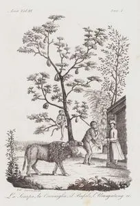 La Senapa, La Cocciniglia, il Buffalo, l'Urang-utang ec. Asia Vol.III. Tav.1. (Buffalo, Orangutan, Jackfruit Tree and Mustard)