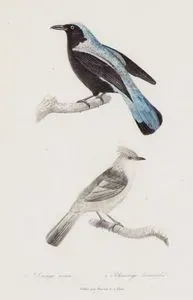 Drongo Azure (Balicassiao)-Rhinomije Lanceolee (Rhinocrypta Lanceolata) (Crested Gallito)