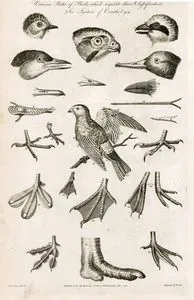 Various Parts Of Birds Which Regulate Their Classification, The System Of Ornithology