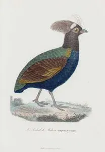 Le Rouloul de Malacca, Cryptonix Coronatus (Crested Partridge, Rollulus Rouloul)