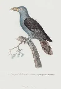 Le Scytrops de la Nouvelle Hollande, Scythrops Novae Hollandiae (Channel-Billed Cuckoo)