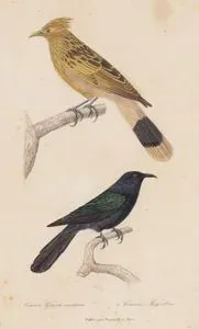 Coucou Guira Cautara (Guira Cuckoo)-Coucou Lugubre (Coucou Criard)