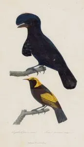 Cephalopterus Orne (Amazonian umbrellabird)-Loriot Prince Regent (Regent Bowerbird)