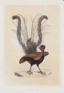 Lyre Bird