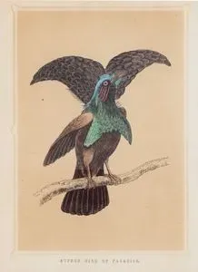 Superb Bird of Paradise