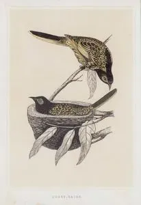 Honey Eater