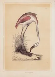 Flamingo