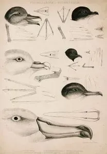 Progellarinae Et Diomedeinae-Prion Vittatus, Pelicanodies Urinatrix, Procellaria Glacialis, Thallassidroma Pelagina,
 Puffinus Anglorum, Diomedea Cauta