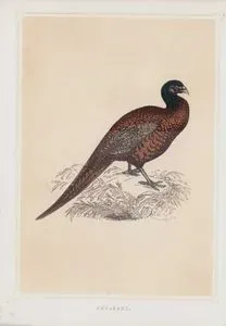 Pheasant