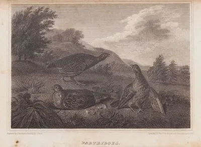 Partridges
