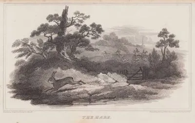 The Hare