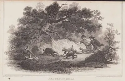 Badger And Dogs