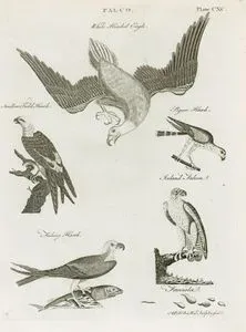 Falco-White Headed Eagle, Swallow Paild Hawk, Pigeon Hawk, Fishing Hawk, Iceland Falcon, 
Fasciola