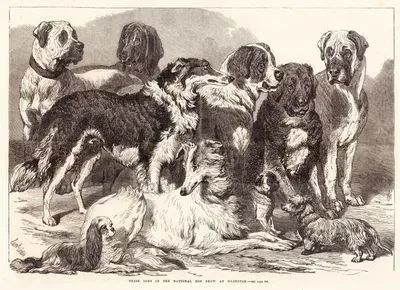 Prize Dogs in the National Dog Show at Islington