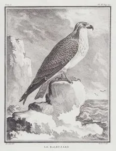 Le Balbuzard (Osprey, Sea Hawk, River Hawk, Fish Hawk, Pandion Haliaetus) (Tom.I. Plate II. Page 110)