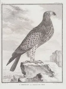 L'Orfraie ou Aigle De Mer (Osprey, Sea Eagle, Eagle Marine) (Tom.I. Plate III. Page 122)