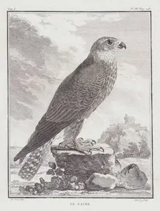 Le Sacre (Saker Falcon, Falco Cherrug) (Tom.I. Plate XIV. Page 248)