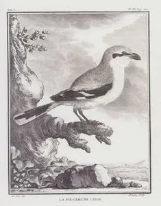 La Pie-Grieche Grise (Great Grey Shrike, Lanius Excubitor) (Tom.I. Plate XX. Page 300)