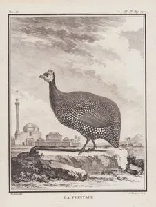 La Peintade (Guinea Pintado, Pintade, Helmeted Guineafowl, Numida Meleagris) (Tom.II. Plate IV. Page 190)