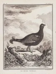 Le Petit Tetras (Black Grouse-Lyrurus Tetrix) (Tom.II. Plate VI. Page 226)